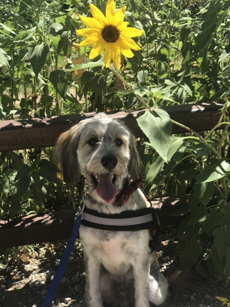 service dog at the sunflower festival American family