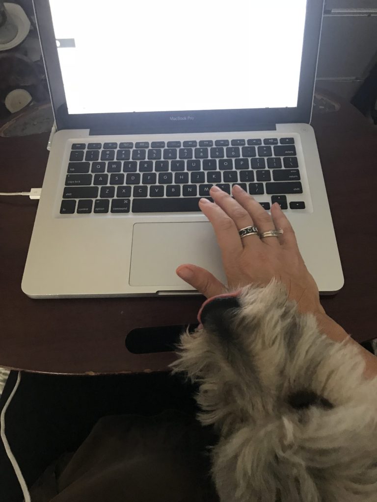 dog with a blog