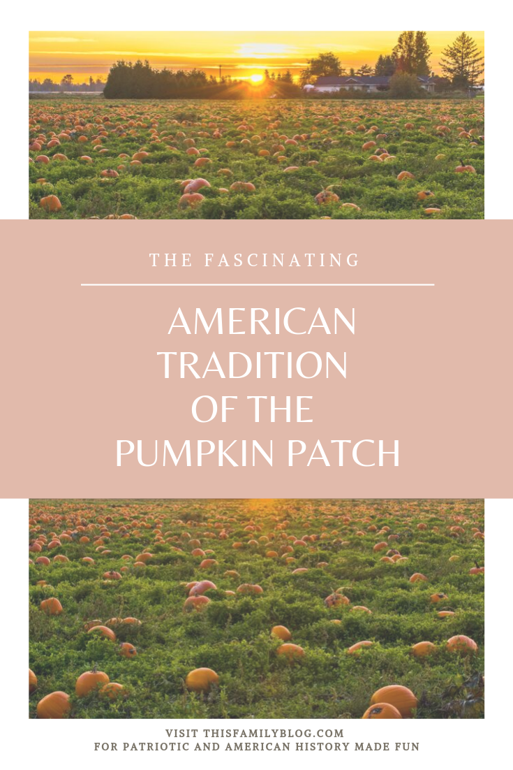 american tradition of the pumpkin patch