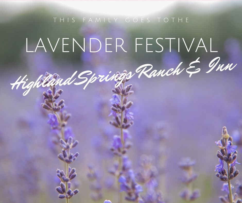 Lavender festival