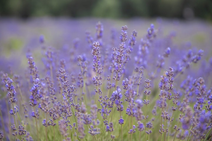 Take a Family Vacation to a Lavender Festival