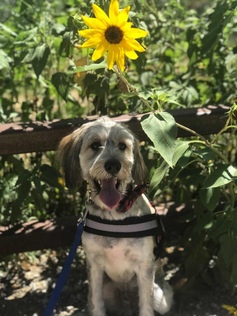 service dog enjoying shade under the sunflowers at sunflower festivals